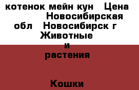 котенок мейн кун › Цена ­ 6 000 - Новосибирская обл., Новосибирск г. Животные и растения » Кошки   . Новосибирская обл.